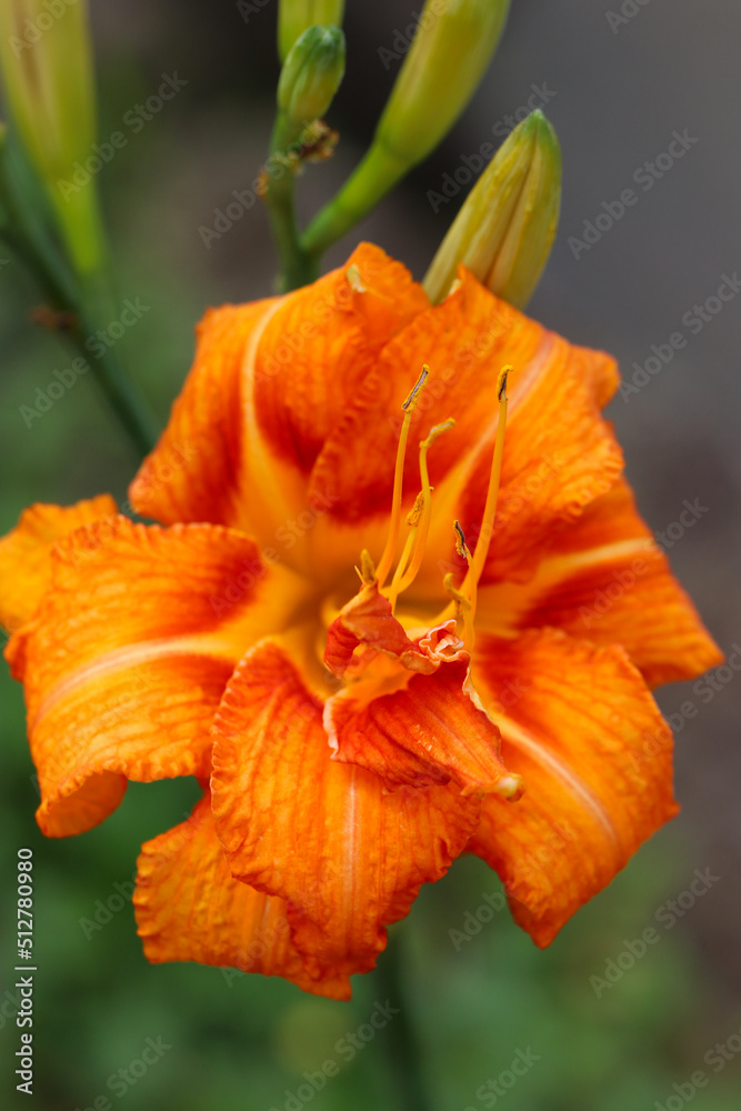 Orange day lily (Hemerocallis fulva var. fulva), flower head close up macro photography. Orange day lily (Hemerocallis fulva var. fulva), flower head close up macro photography.