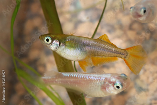 Japanese gold and silver colored aquarium Killifish “Hikari-Medaka” ricefish incubated, closeup macro photography. 明るい水槽内を泳ぐ抱卵した日本産の観賞用ヒカリメダカ、銀色に黄金色のヒレが美しい姿。