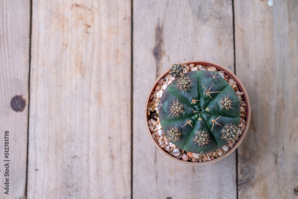 green cactus in the pots on wood table and sun light, top view green cactus in the pots on wood table and sun light, top view