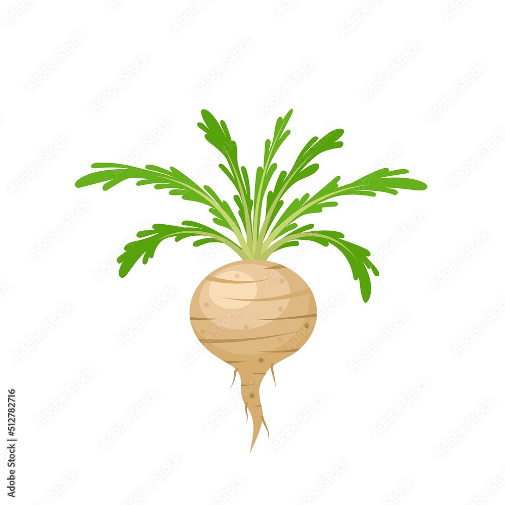 Maca Vector Vector illustration, Lepidium meyenii, known as maca or Peruvian ...
