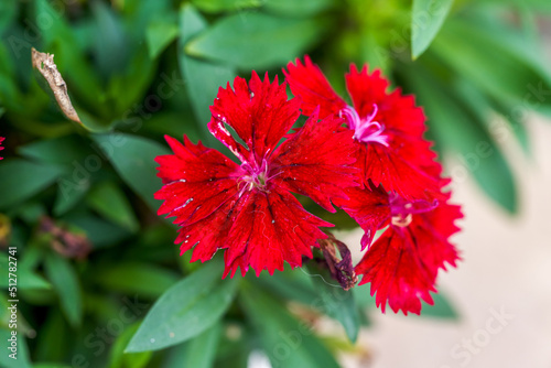 A blooming beautiful red dianthus flower in the garden photo