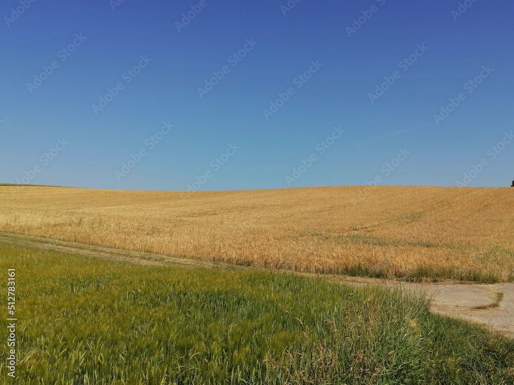 field of wheat