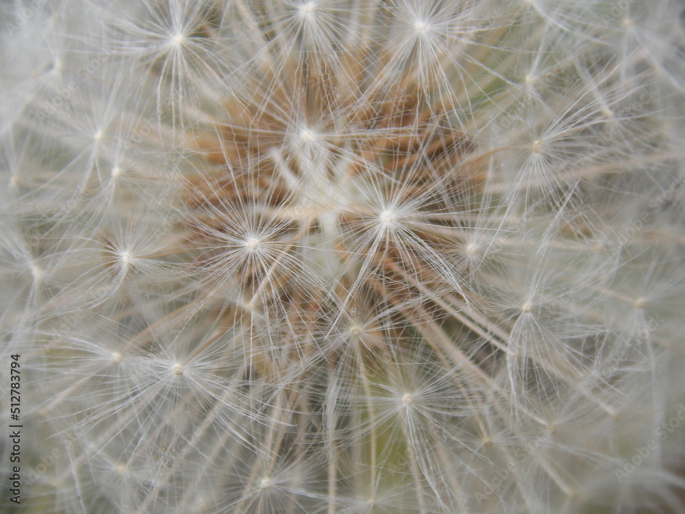 close up of dandelion close up of dandelion