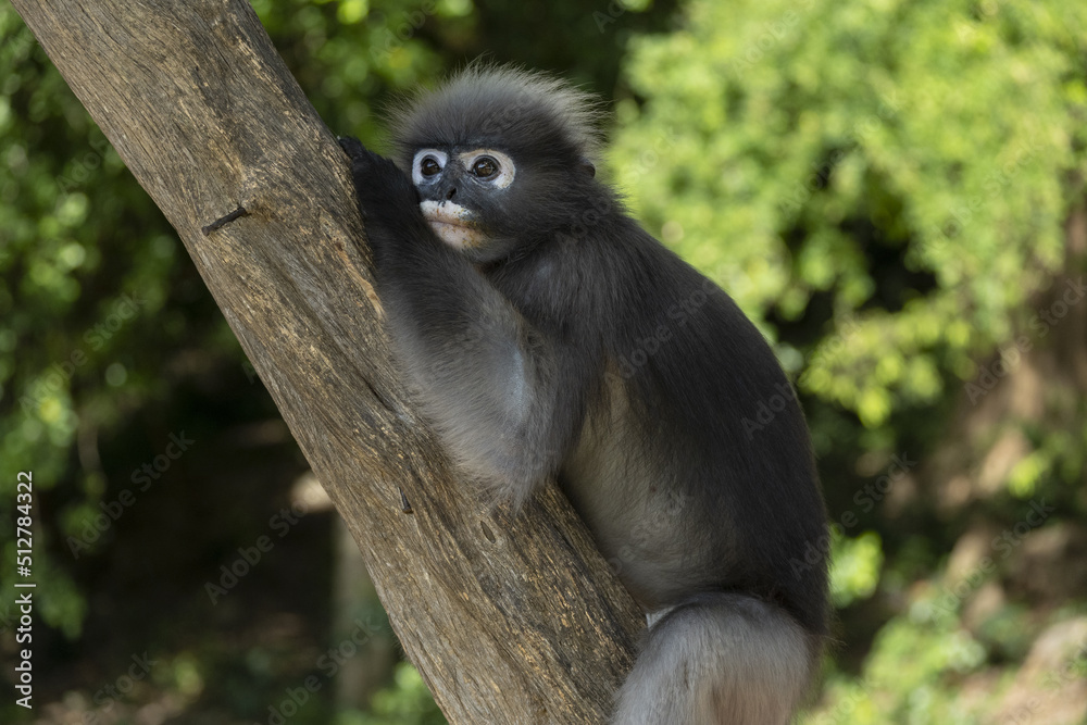 Singes à lunettes ou langurs obscurus (dusky leaf monkey) dans leur habitat naturel (forêt tropicale), certains avec leur petit
