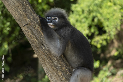 Singes à lunettes ou langurs obscurus (dusky leaf monkey) dans leur habitat naturel (forêt tropicale), certains avec leur petit
