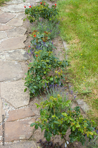 stone paved garden path and flowers - roses and lavender