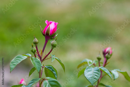 pink roses in a garden