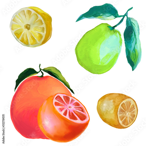 Fototapeta Naklejka Na Ścianę i Meble -  fruit of ripe grapefruit, lemon, lime, citrus fruit illustrations