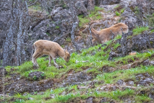 Wild goats (Capra aegagrus) live in rocky mountains covered with caves and grasses at 1500 meters high rocky places. This photograph was taken in the Elazıg City o Turkey.