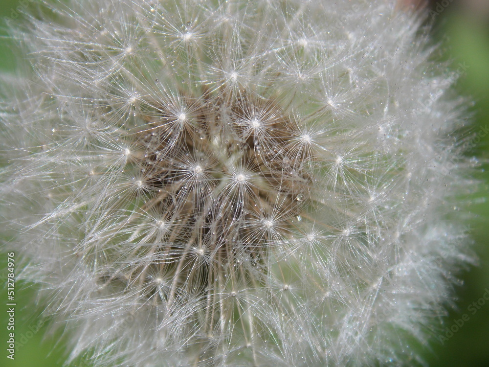 dandelion with water drops close-up background dandelion with water drops close-up background