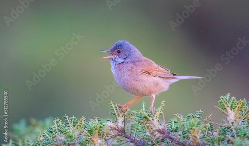 Spectacled Warbler (Sylvia conspicillata) is a species of bird that lives in high altitudes, usually in the range of 1,700 to 2,000 altitude. photo