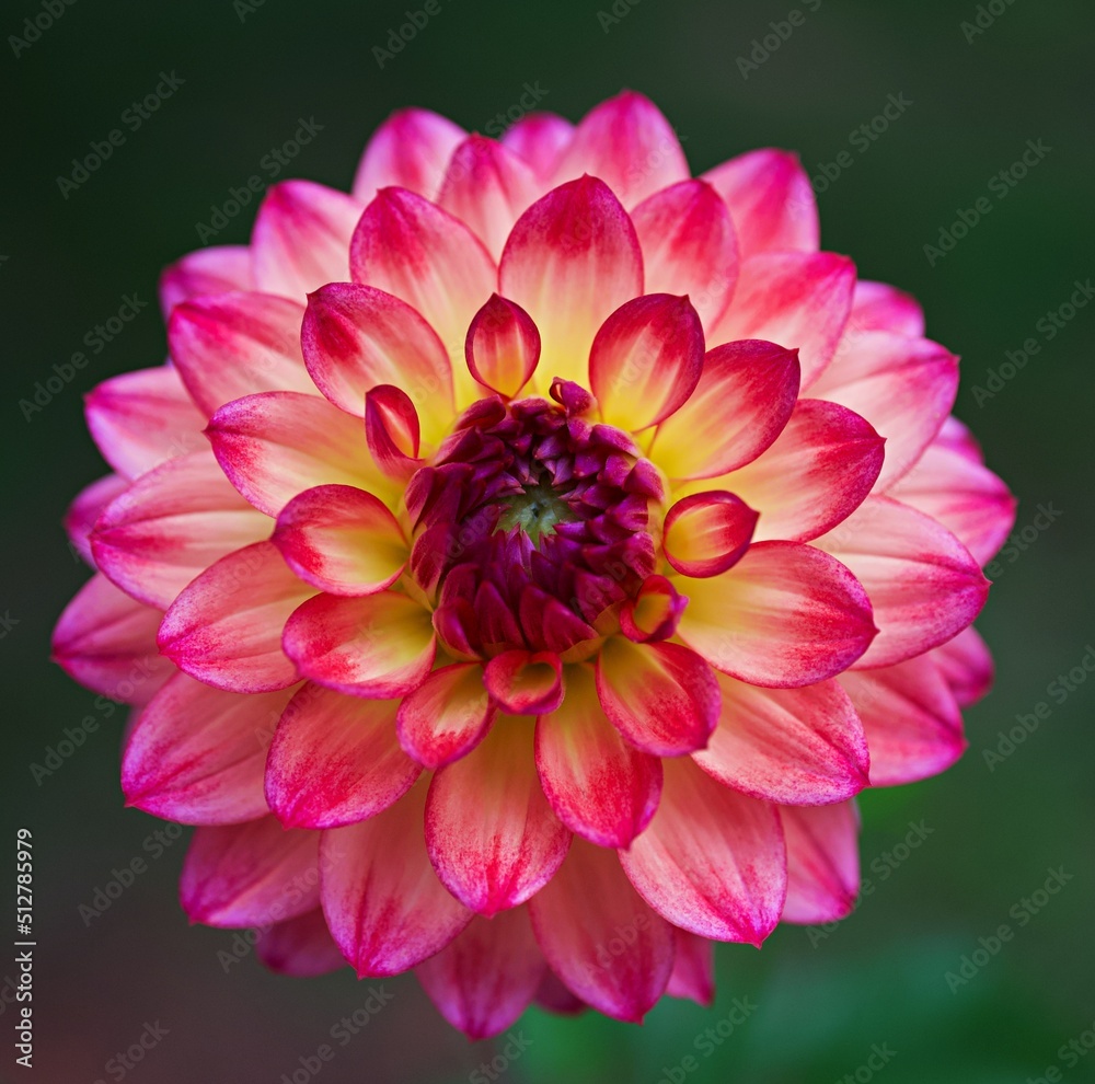 Close up of a Daisy Duke Dahlia