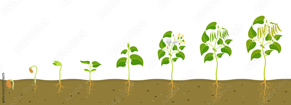 Phases of germination and development of bean seed. Stock Vector ...