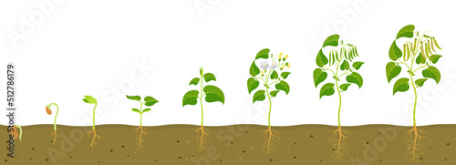 Phases of germination and development of bean seed. photo
