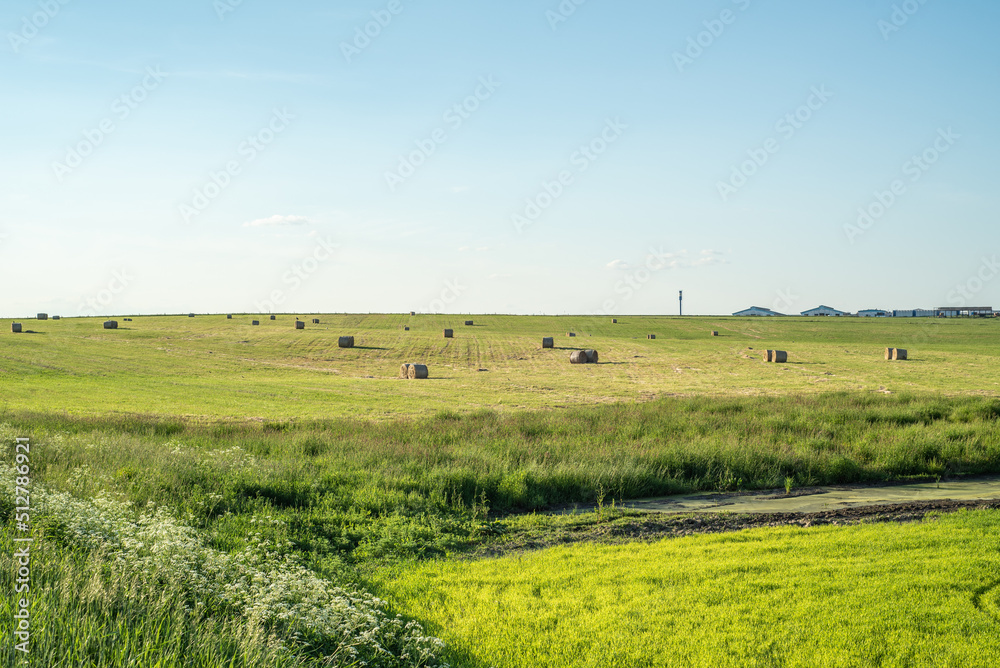 Fototapeta premium Grass field with cut grass collected in bales, hay harvesting.