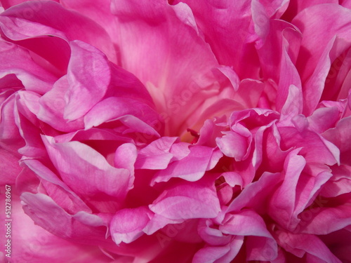 pink peony petals close-up background © Daria Vild