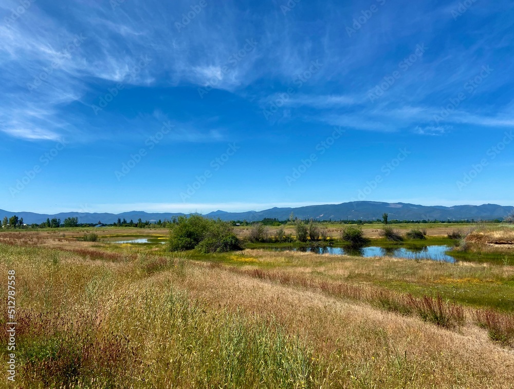 Picturesque scene of a small pond in an open field in the country with wildflowers and a foot path and wispy clouds in Southern Oregon, United States.