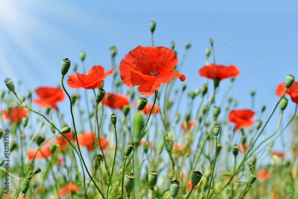 Red poppy flowers on wild meadow against blue sky Red poppy flowers on wild meadow against blue sky
