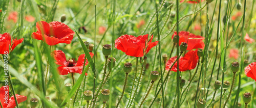 Border with red poppy flowers on wild meadow