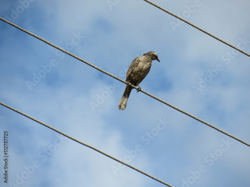 Free bird on wire to blue sky