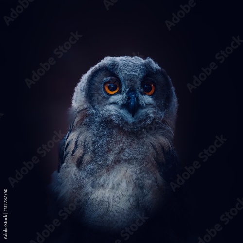 portrait of a eagle owl