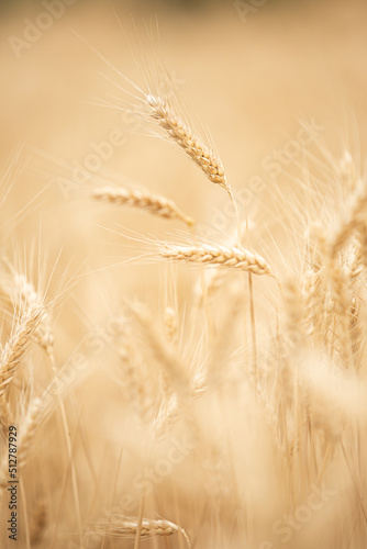 Ripe wheat field ears closeup