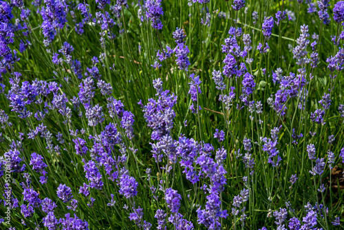 English lavender also known as True lavender and Common lavender