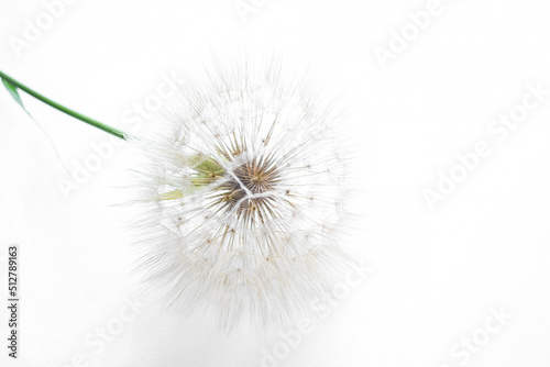 Bright, white background and thin rays of dandelion seeds. Goatbeard on a white background. The flower is barely Tragopogon on a white background. photo