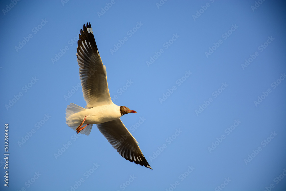 seagull in flight