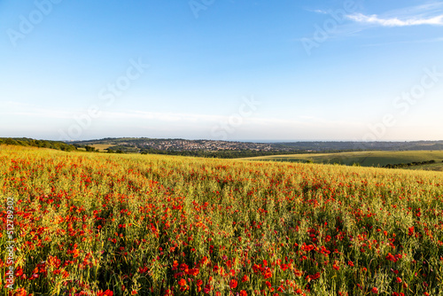Poppies growing on Ditchling Beacon  with a distant view of Brighton
