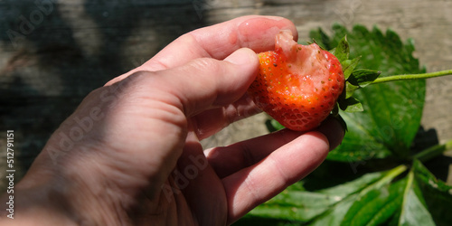 Sick strawberries in the hand of a farmer. Strawberry disease.