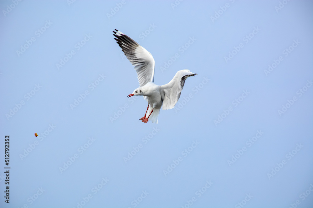 Fototapeta premium seagull in flight