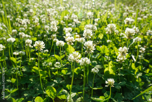 White clover flowers meadow lit by sun in summer day