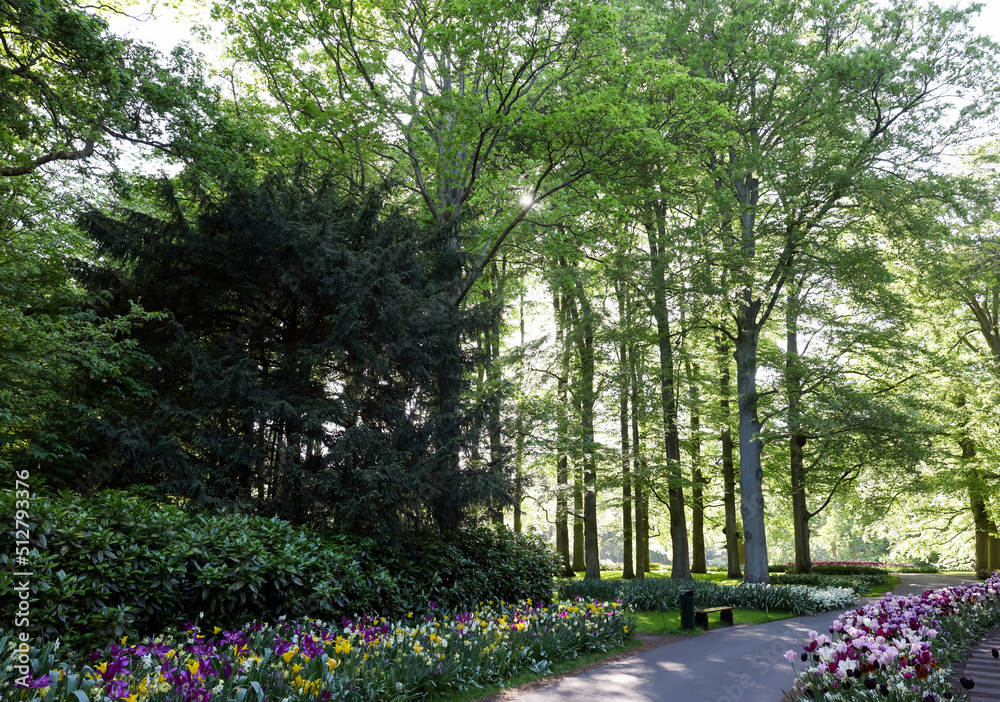 Park with beautiful flowers and green trees on sunny day. Spring season