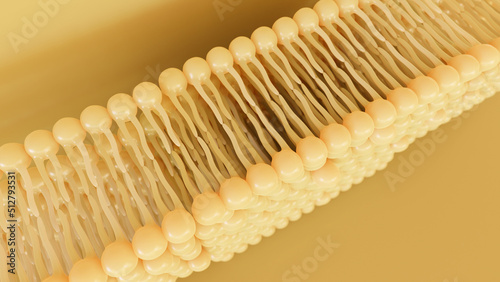 3D rendering lipid bi-layer cell anatomy - 3D Rendering