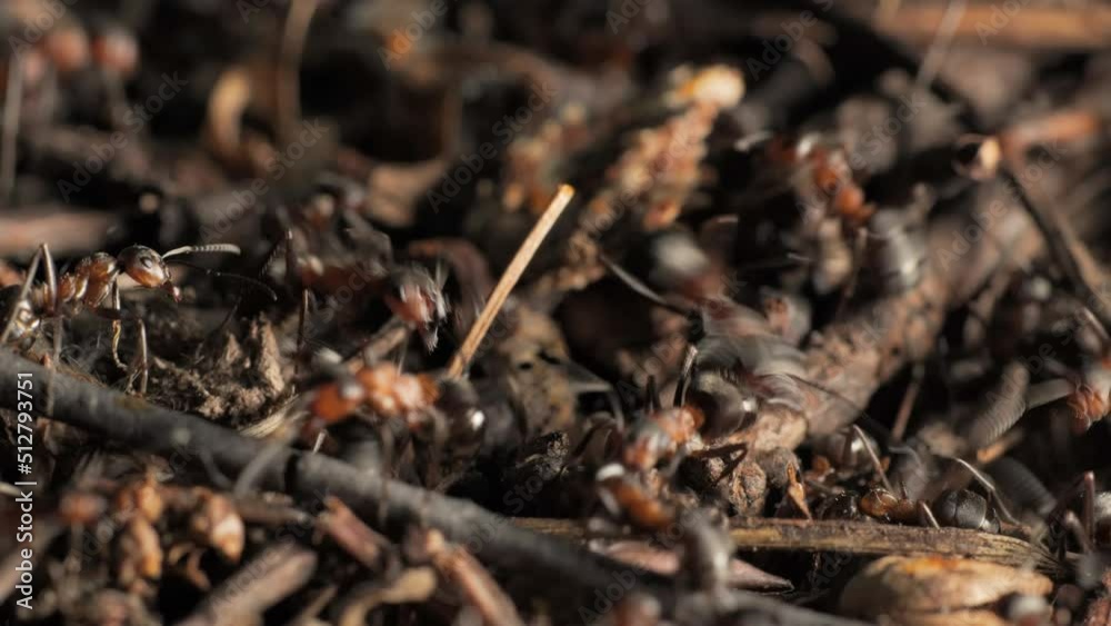 The work and life of ants in an anthill The work and life of ants in an anthill