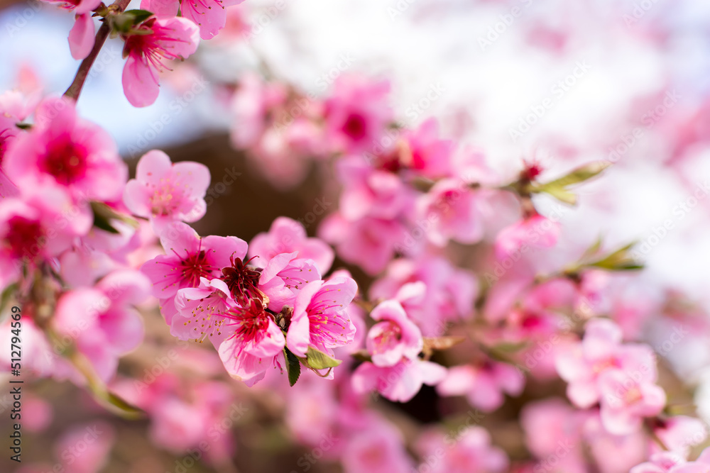 Pink peach flowers blooming on peach tree, selective focus. Peach blossom in spring in sky background. Pink peach flowers blooming on peach tree, selective focus. Peach blossom in spring in sky background.