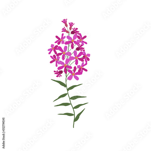 A Single Wild Flower on a White Background. A Herbaceous Flowering Plant.