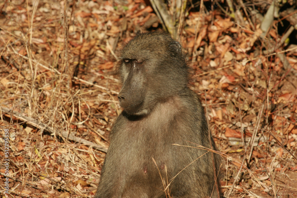 Chacma baboon in the morning sun, Kruger National Park, South Africa Chacma baboon in the morning sun, Kruger National Park, South Africa