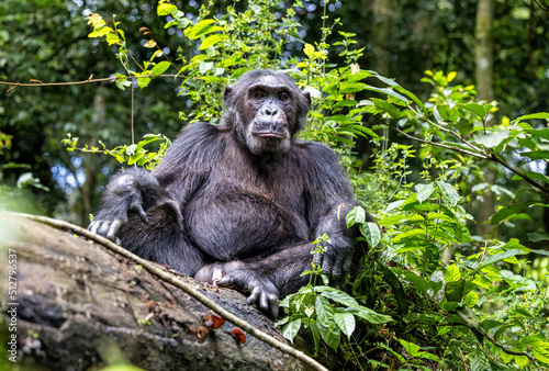 An adult chimpanzee  pan troglodytes  rests on a fallen tree in the rainforest of Kibale National Park  Uganda  Africa