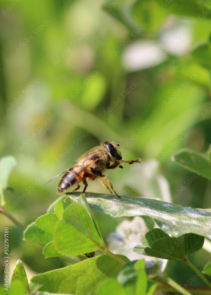 bee on a yellow flower bee on a yellow flower