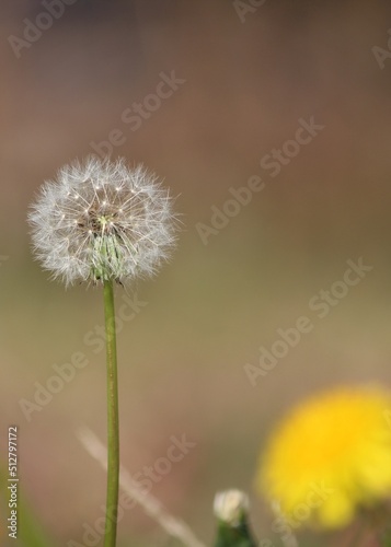 dandelion in the grass