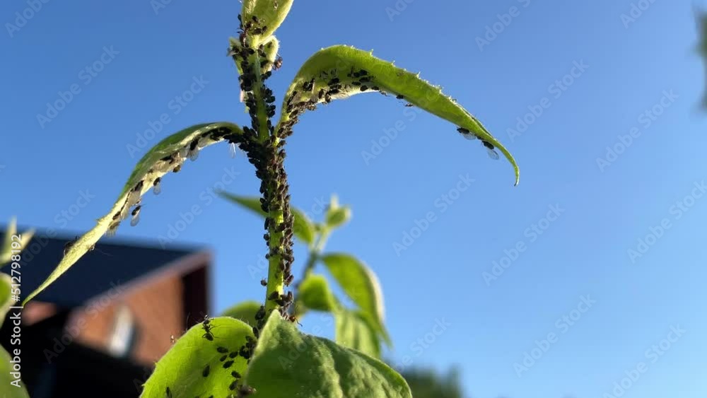 Insect pests in the garden. A colony of black aphids on young shoots, carried by ants