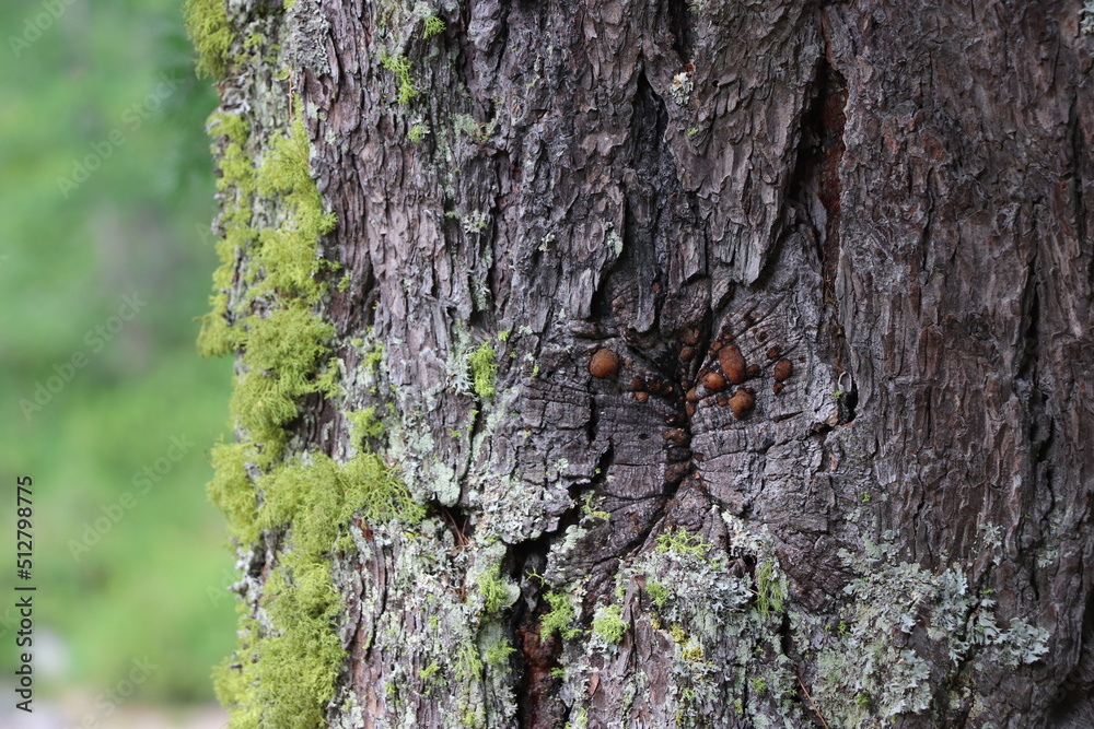 close-up of moss on the bark of a tree close-up of moss on the bark of a tree