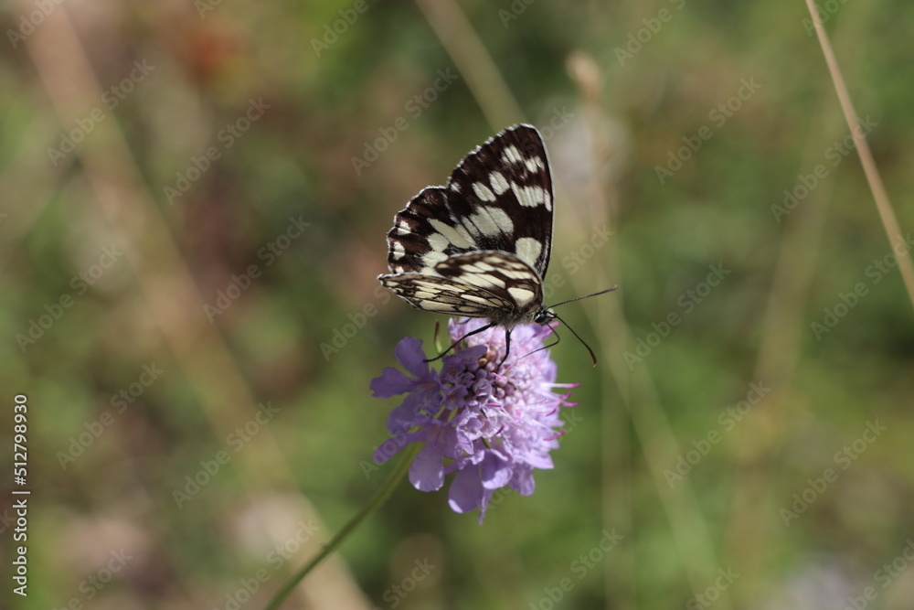 butterfly on a flower butterfly on a flower