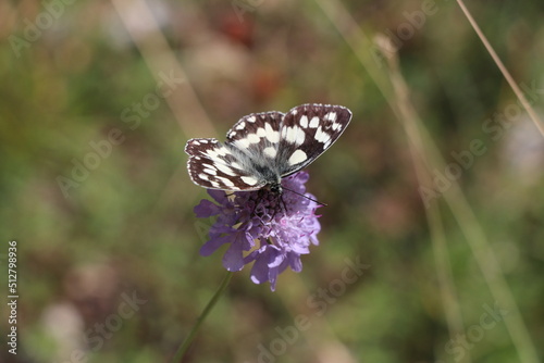 butterfly on a flower © Solene