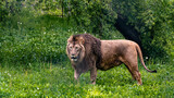 mighty fierce lion 