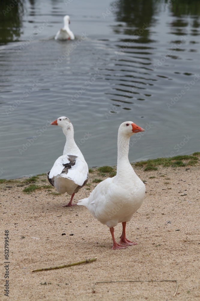 Fototapeta premium Oca