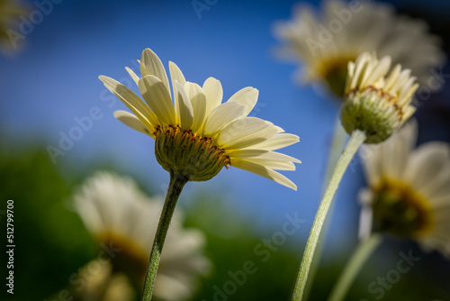 A close up of pretty daisy flowers, with a shallow depth of field