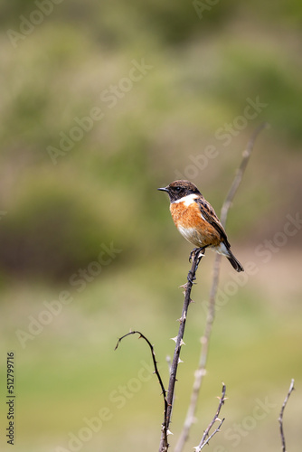 A stonechat perched on a branch in the Sussex countryside